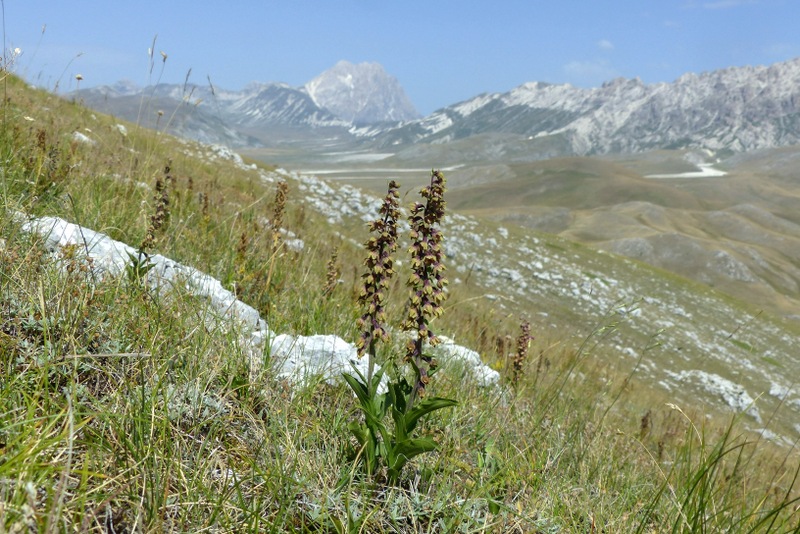 Le belle Epipactis sulle praterie di Campo Imperatore (AQ)  luglio 2025.